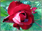 foto Rose